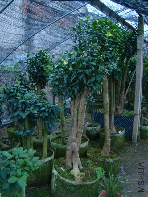 DSC03979.JPG