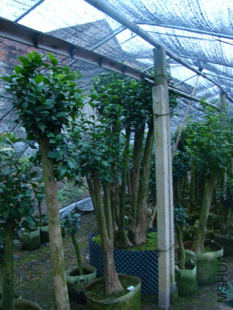 DSC03980.JPG