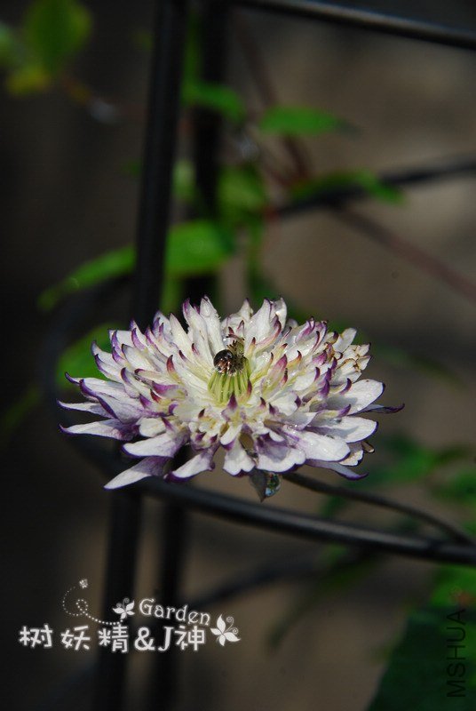 DSC_0004.JPG