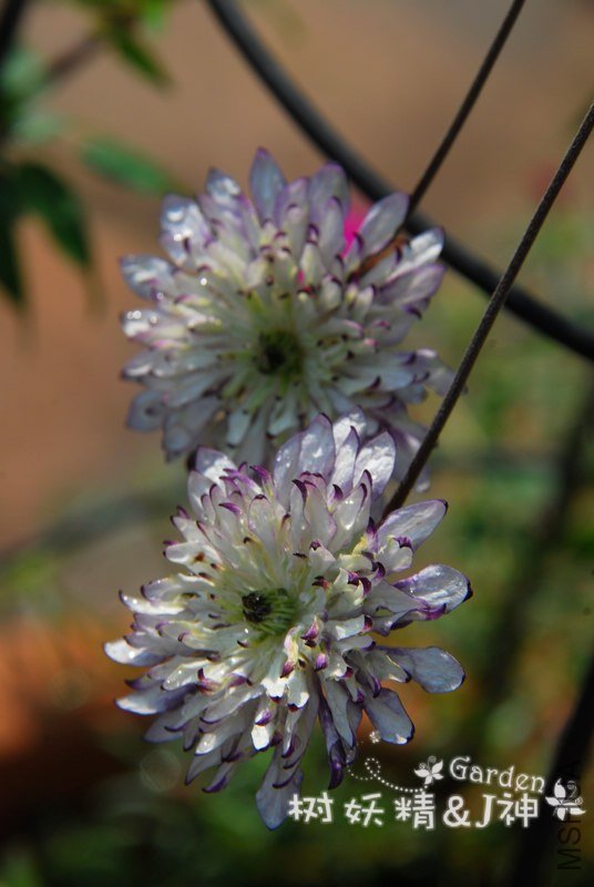 DSC_0006.JPG