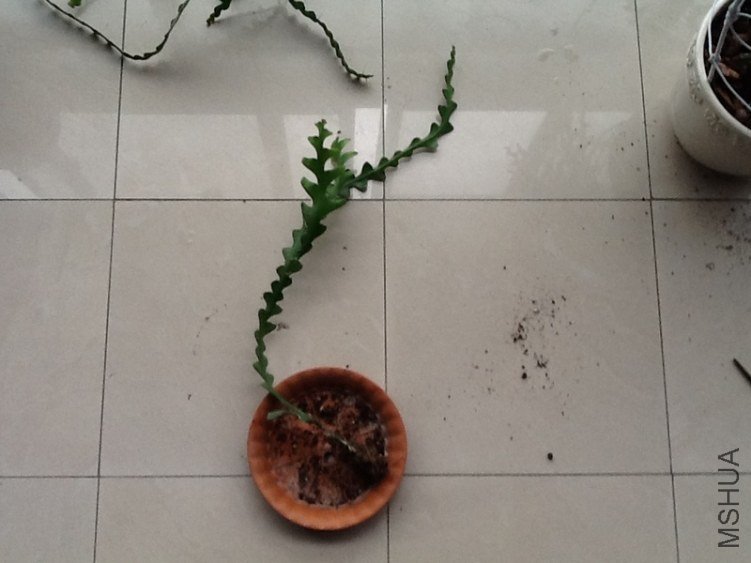 ��Ƭ 11071.jpg