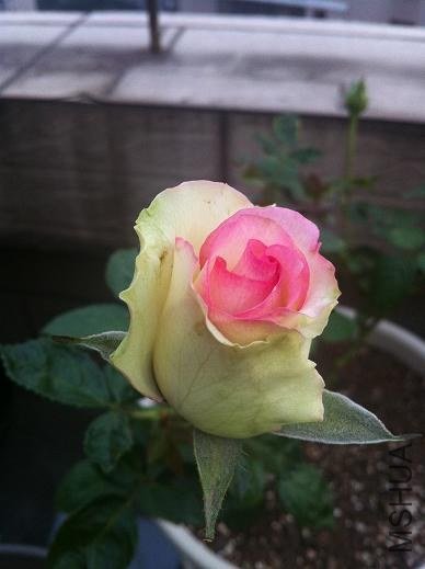 IMG_2301.jpg