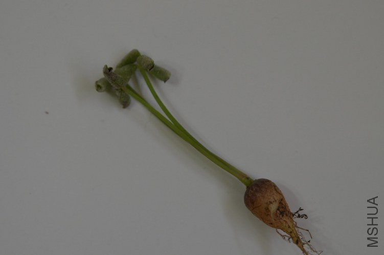 Oxalis megalorrhiza ����20120602 001.JPG