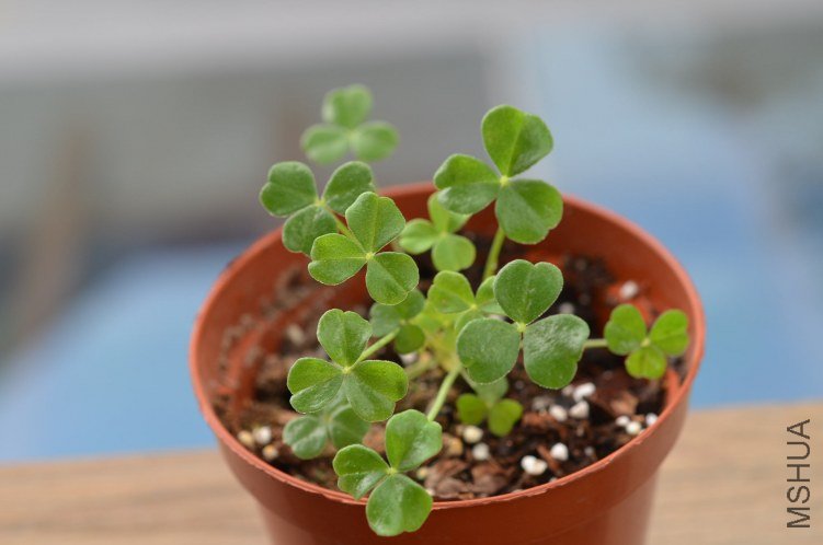 Oxalis megalorrhiza ����20120526 001.JPG