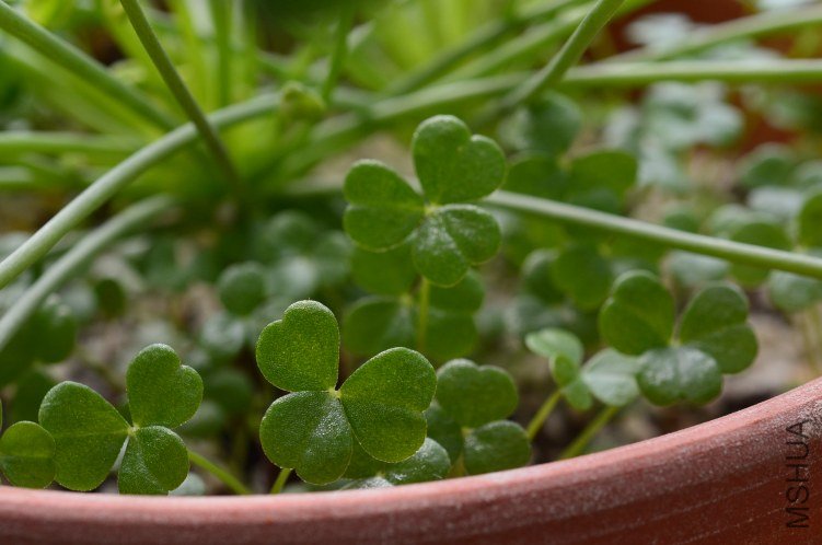 Oxalis megalorrhiza ����20121014 004.JPG
