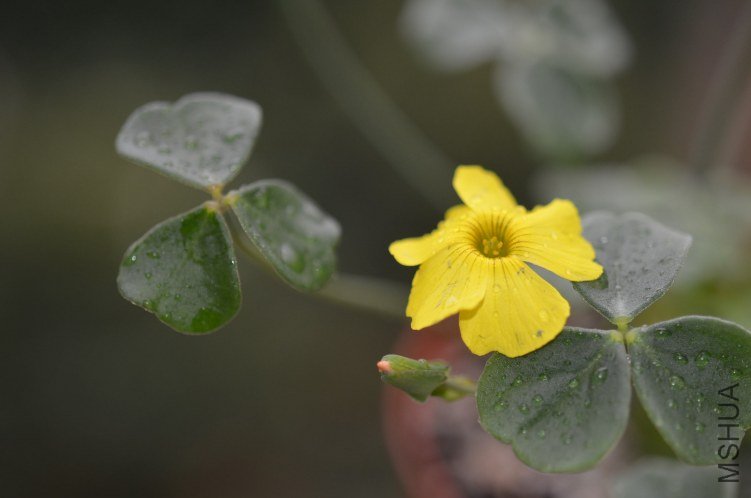 Oxalis megalorrhiza ����20121022 002.JPG