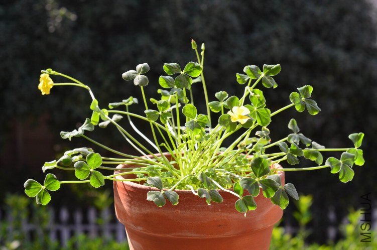 Oxalis megalorrhiza ����20121015 002.JPG
