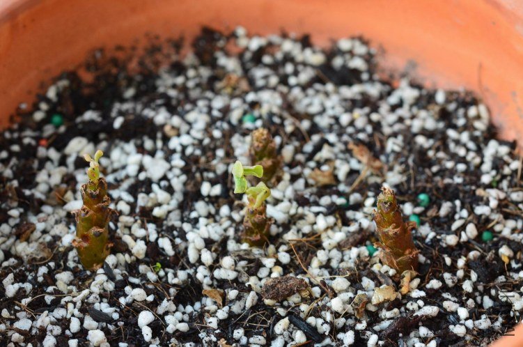 Oxalis megalorrhiza ����20120919 002.JPG