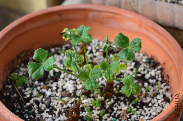 Oxalis megalorrhiza ����20120926 001.JPG
