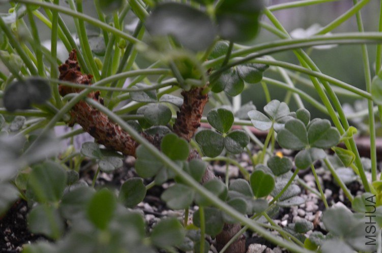 Oxalis megalorrhiza ����20121022 015.JPG