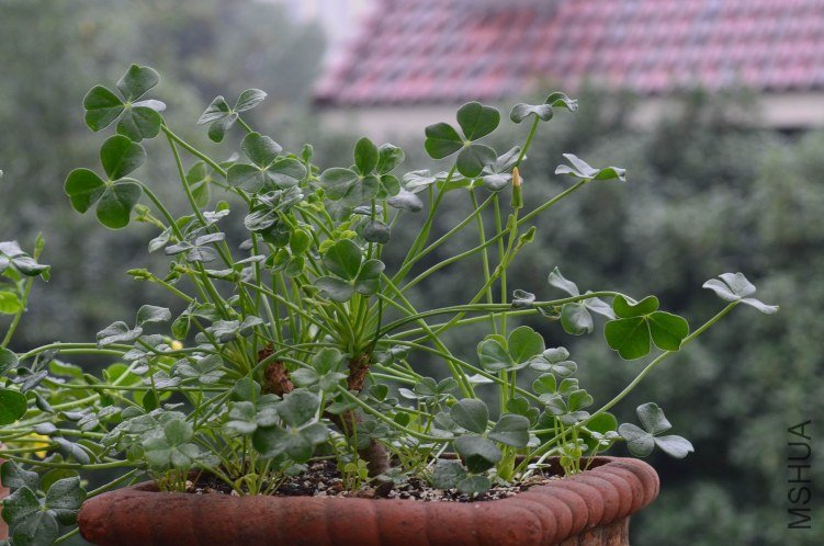 Oxalis megalorrhiza ����20121022 014.JPG