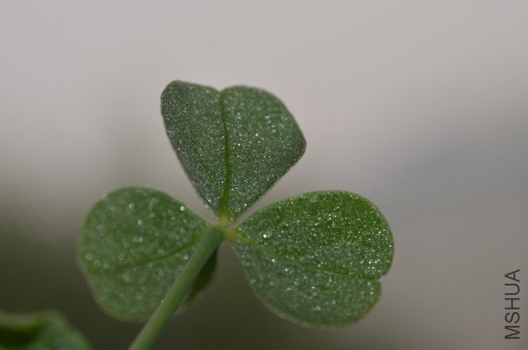 Oxalis megalorrhiza ����20121022 019.JPG