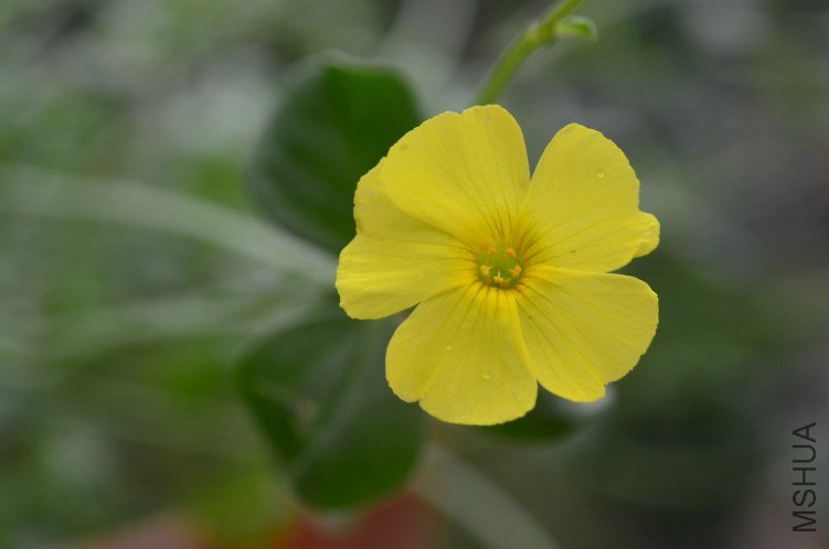 Oxalis megalorrhiza ����20121022 003.JPG