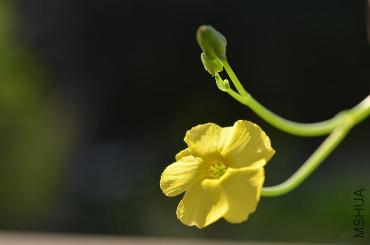 Oxalis megalorrhiza ����20121015 003.JPG
