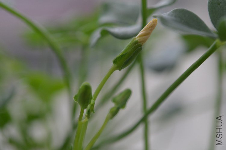 Oxalis megalorrhiza ����20121022 012.JPG