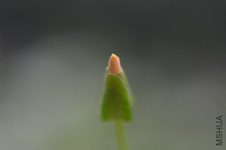 Oxalis megalorrhiza ����20121022 010.JPG