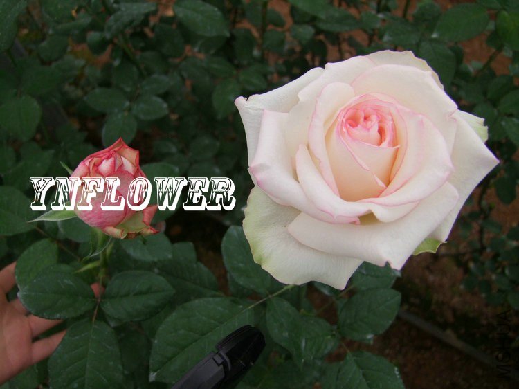 DSCF0796.jpg
