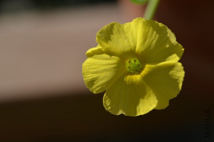 Oxalis megalorrhiza ����20121015 004.JPG