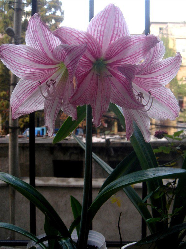 DSC04401.JPG