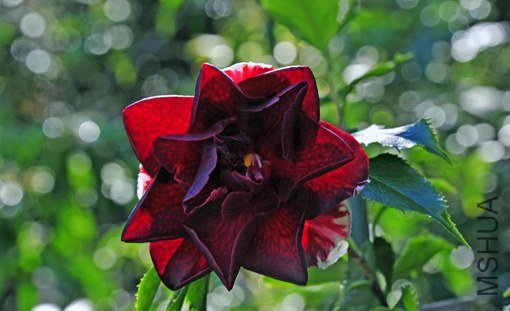 _DSC7248_SS.jpg
