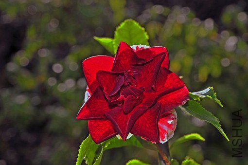 _DSC7240_SS.jpg