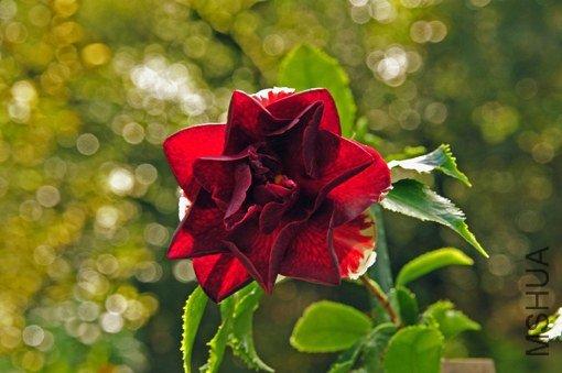_DSC7263_SS.jpg