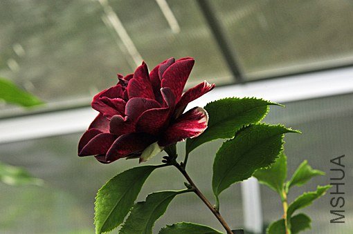 _DSC7275_SS.jpg
