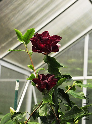 _DSC7276_SS.jpg