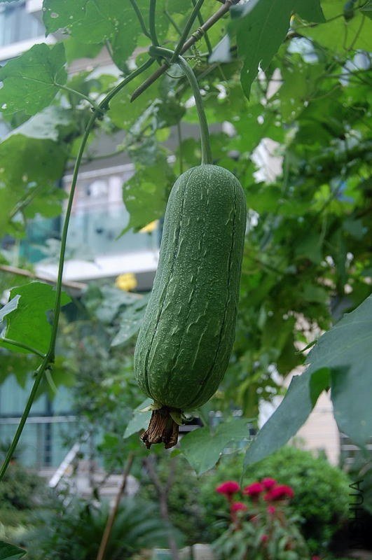 DSC_01050105.jpg