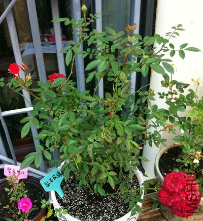 ��ʯõ�� ����Ħ��20121023.jpg