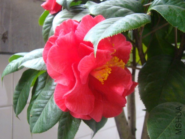 DSC03217.JPG