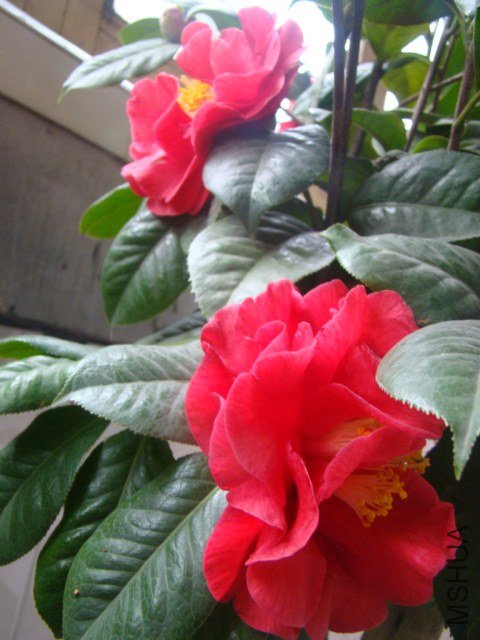 DSC03218.JPG