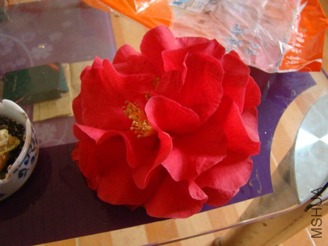 DSC03246.JPG