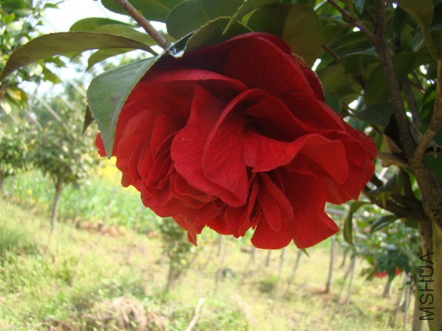 DSC03248.JPG