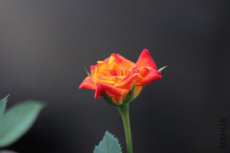 009.JPG