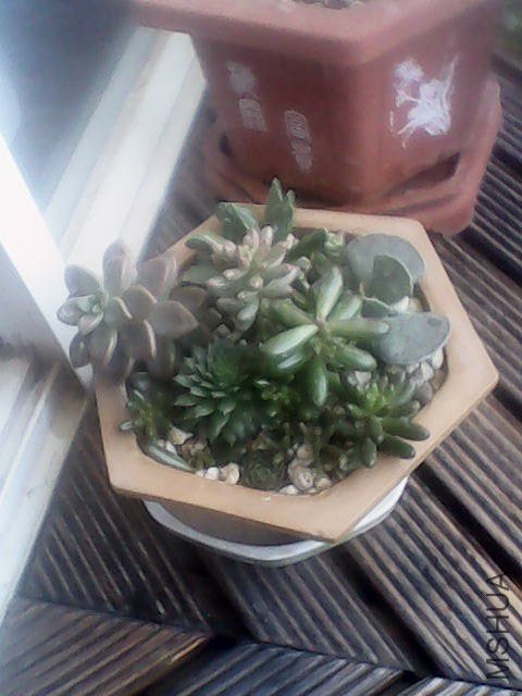 ��ת IMG_0246.JPG