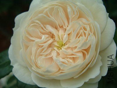 ���������ʿ��Macmillan Nurse��.jpg