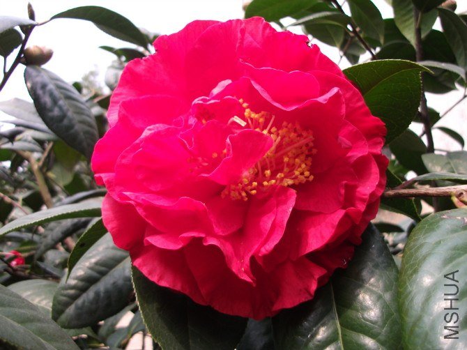 ����˹����