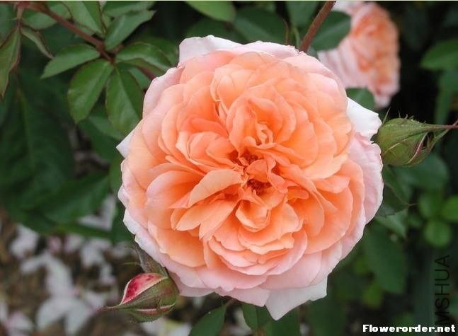 ·��˹�������ȣ�louise clements��.jpg