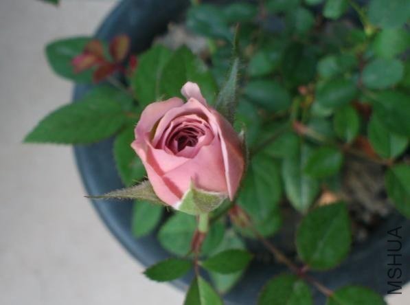 ޹�²�