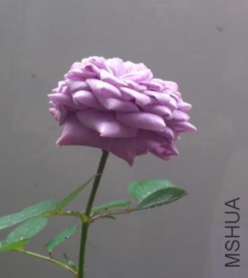 zjl-xyc6.JPG