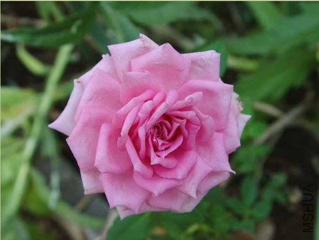 һ�����ˣ�Overnight Scentsation��.jpg