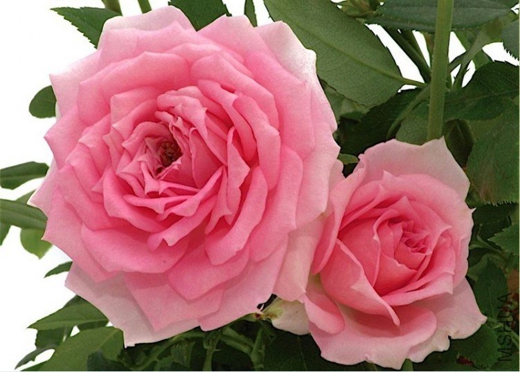 һ�����ˣ�Overnight Scentsation��1.jpg