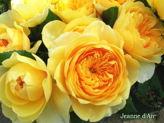 ʥŮ��£�Jeanne d\\'Arc��1.jpg