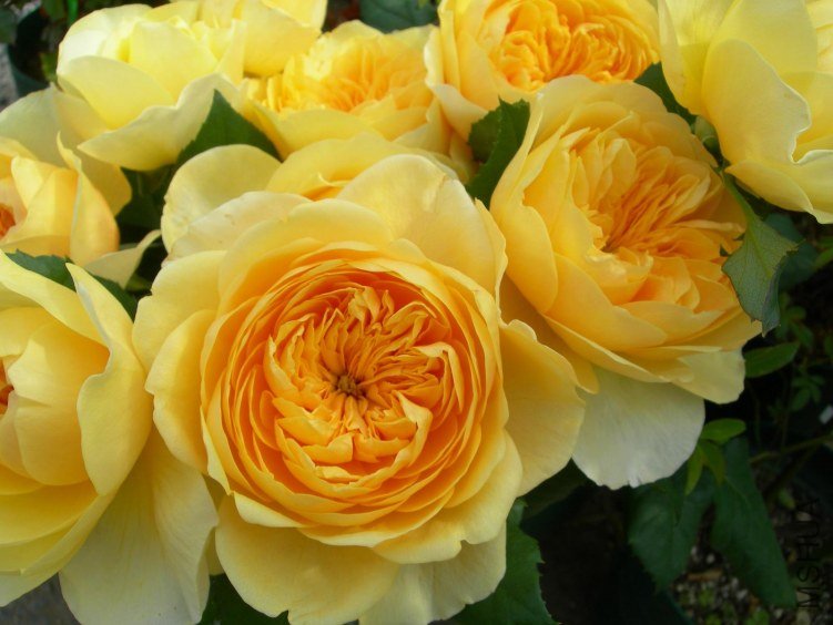 ʥŮ��£�Jeanne d\\'Arc��3.jpg