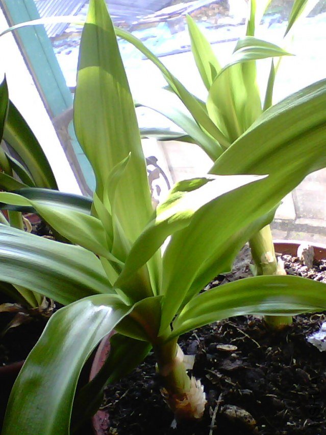 IMG10202.jpg