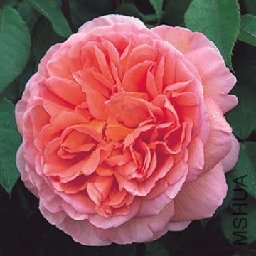 �ǲ�������ȣ�Abraham Darby��.jpg