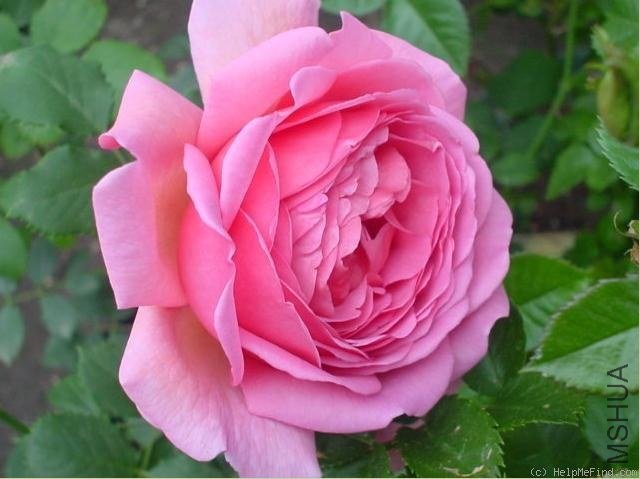 ���ع�����Princess Alexandra of Kent��.jpg