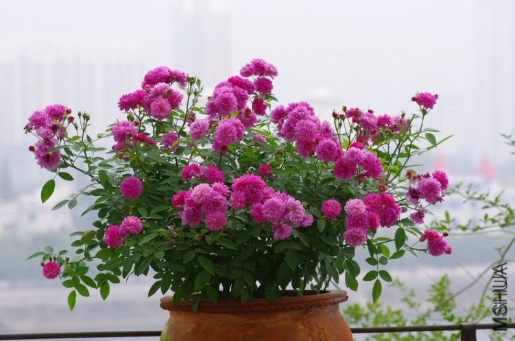 �������� of  ��������.jpg