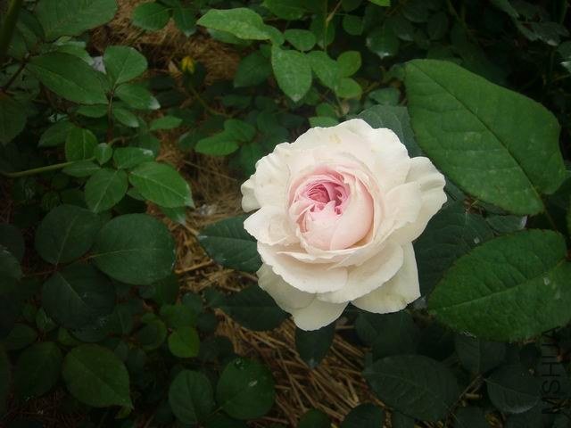 ������С P1050916.JPG